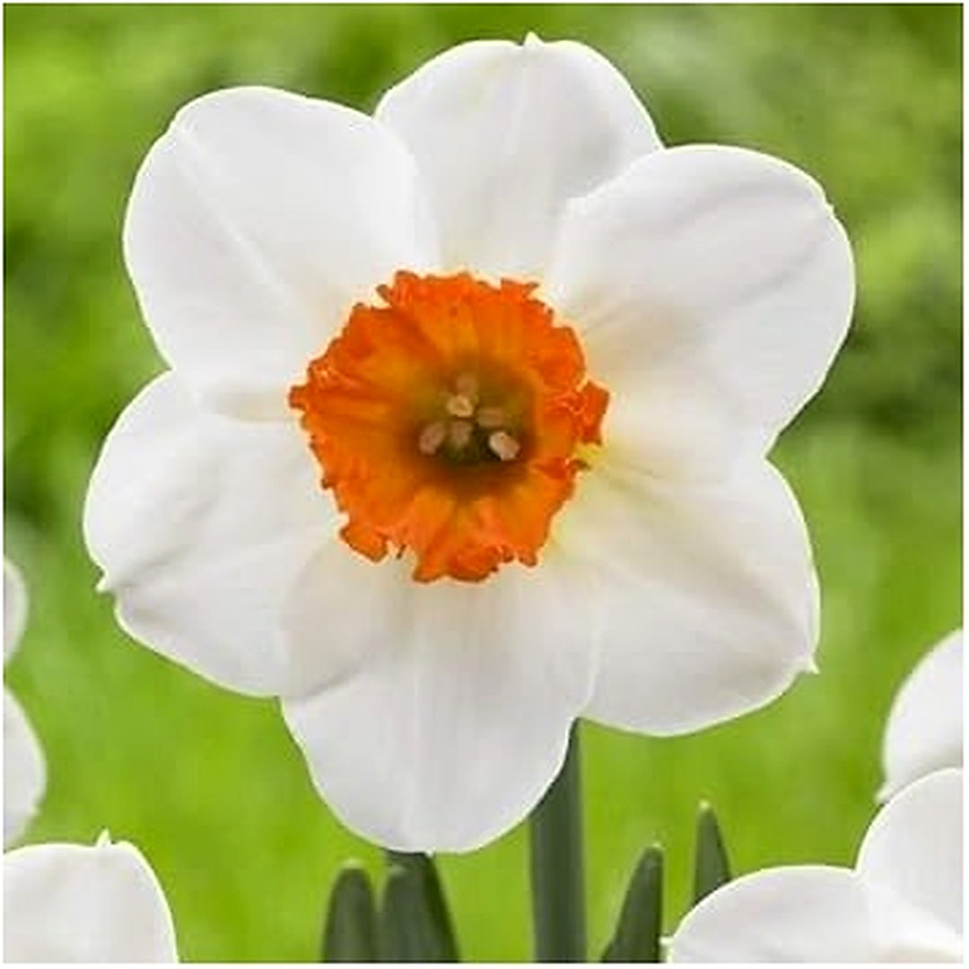 Daffodil Flower Seeds for Planting [neera-v5-eda4150e443d1a040c09]