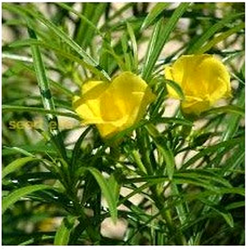 Thevetia Peruviana Flower Seeds for Planting [neera-v5-eda4f0b7b9302846a87c]