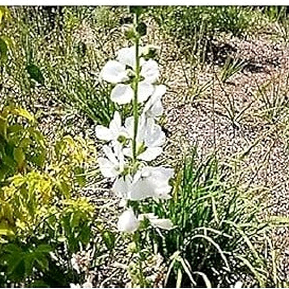 White Checkermallow Flower Seeds for Planting [neera-v5-edae54b1385ea03b1426]