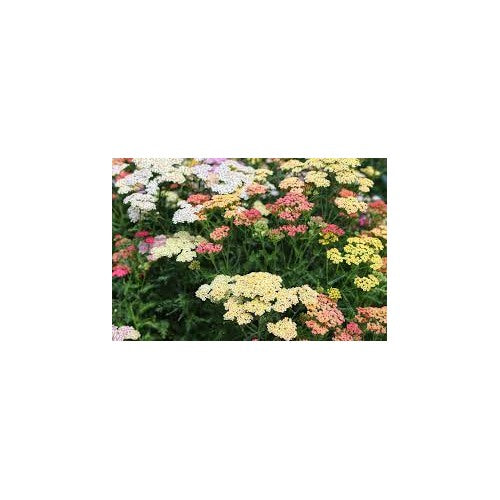 Mixed Yarrow Flower Seeds for Planting [neera-v5-edb29f7b1724d1358ba3]