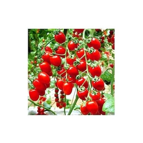 Heirloom Tomato Vegetable Seeds for Planting [neera-v5-edb33c4944c255a93560]