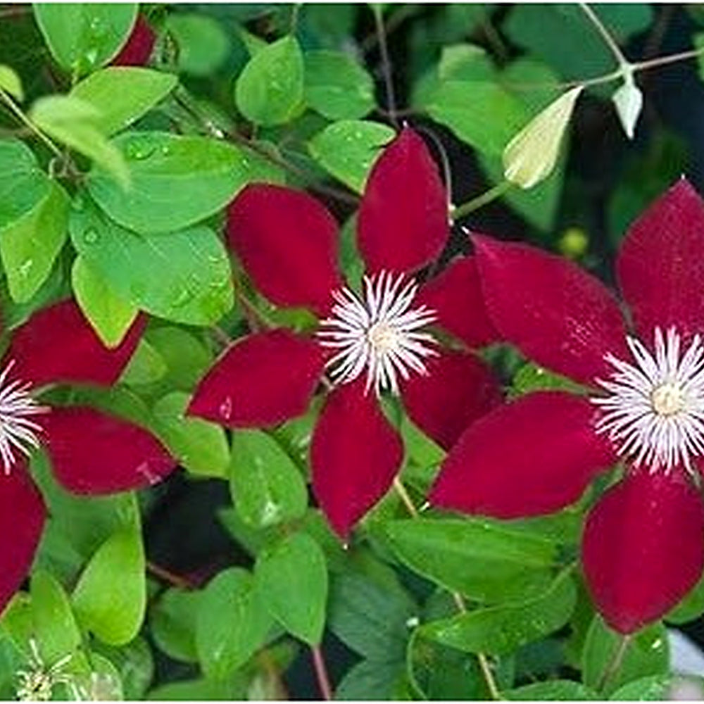 Clematis Flower Seeds Maroon for Planting [neera-v5-edb55bfdea5f69134627]