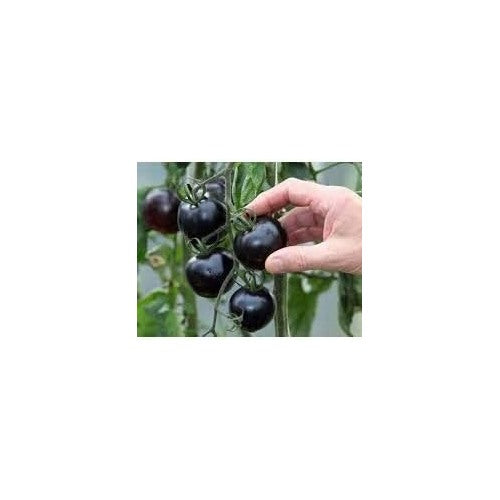 Black Tomato Vegetable Seeds for Planting [neera-v5-edb8f15aae07c76facbd]