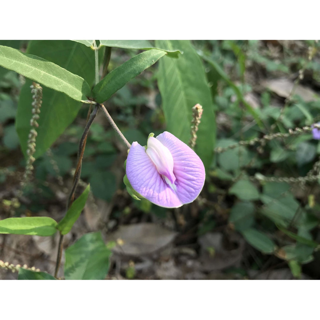 Nierembergia Lila Flower Plant Flower Seeds for Home Garden Planting, Landscape Organic Blooming [neera-v5-edb9d6187d22371c1147]