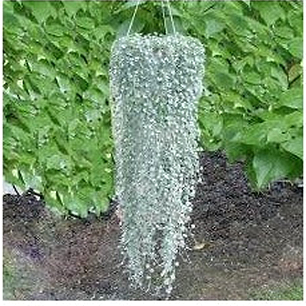 Heirloom Non-GMO Dichondra Plant Seeds For Planting Decorative Ground Cover High Germination Organic Garden Seeds [neera-v5-edc7805d5d0ba052040b]