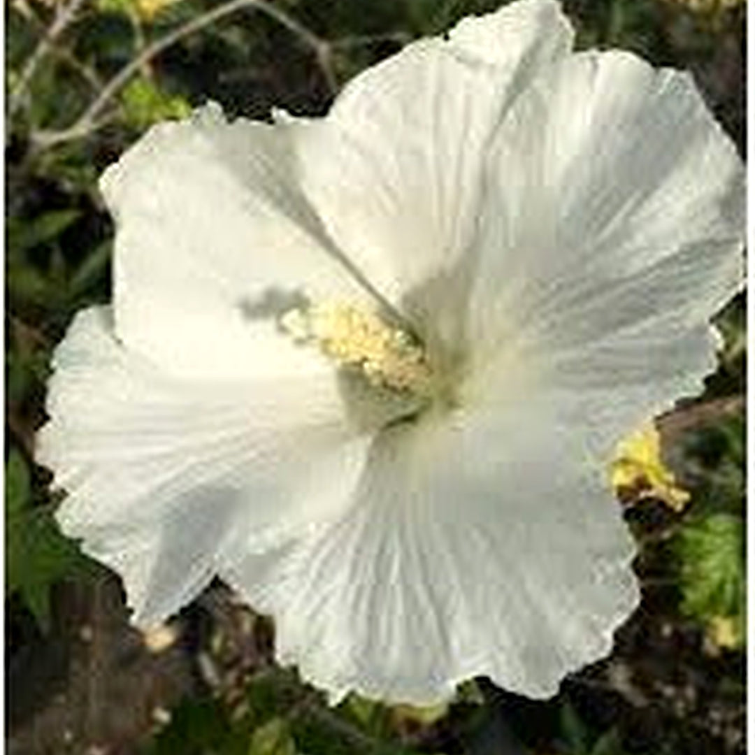 White Sharon Rose Plant Seeds for Planting [neera-v5-edcf13fc21dae32f2598]