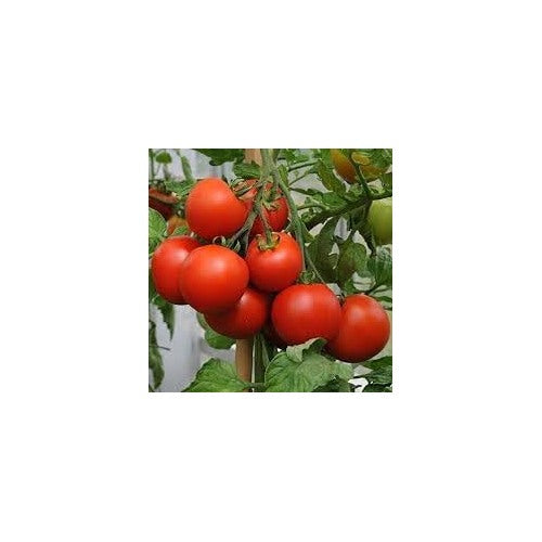 Tomato Vegetable Seeds for Planting [neera-v5-edd5e1c2898cff132da2]
