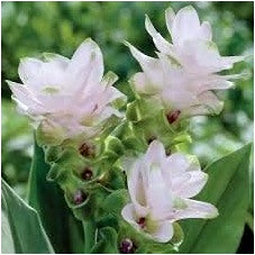 White Alismatifolia Flower Seeds for Planting [neera-v5-edd6c5b19a4f2e18b56d]