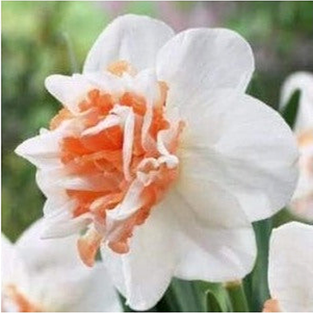 White & Orange Double Petal Pink Daffodil Flower Seeds for Planting [neera-v5-eddaa05069774d1f28bc]