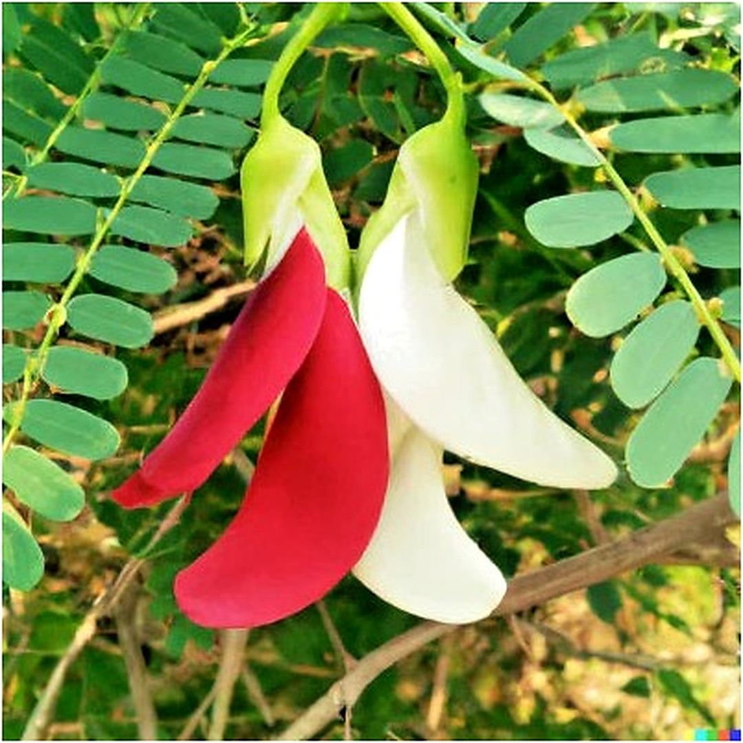 Vegetable Hummingbird Tree Mix Sesbania Grandiflora Agati Flower Heirloom Non Gmo Flower Seeds [neera-v5-edf022fa987bac5ce4d7]