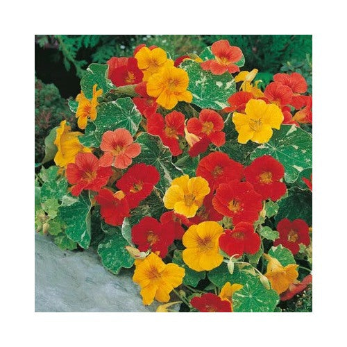 Alaska Mix Nasturtium Planting Edible Flowers Leaves Heirloomnon Gmo Edible Flowers And Leaves [neera-v5-edf22ee16cb22db98269]