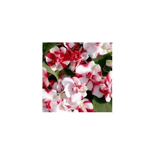 Camellia Impatiens Flower Seeds for Planting [neera-v5-ee0059a839e07a37cc44]