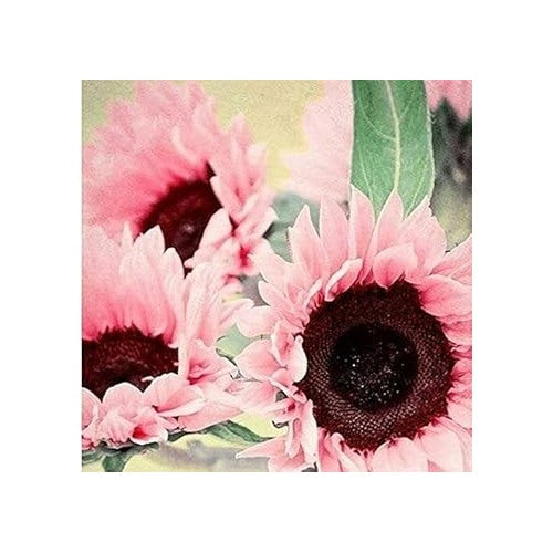 Bright Pink Sunflower Seeds for Planting [neera-v5-ee01dc2fa8c018147485]