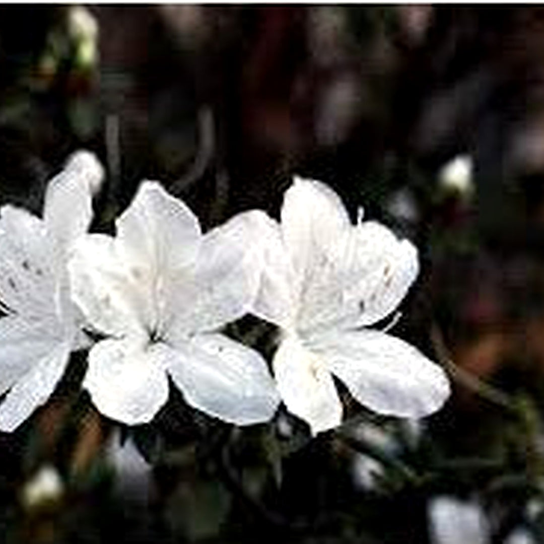 Heirloom Azalea Blanco Flower Seeds, Non-GMO, White Blooms for Shade Garden Borders [neera-v5-ee0c2ab04c013c3f9d78]