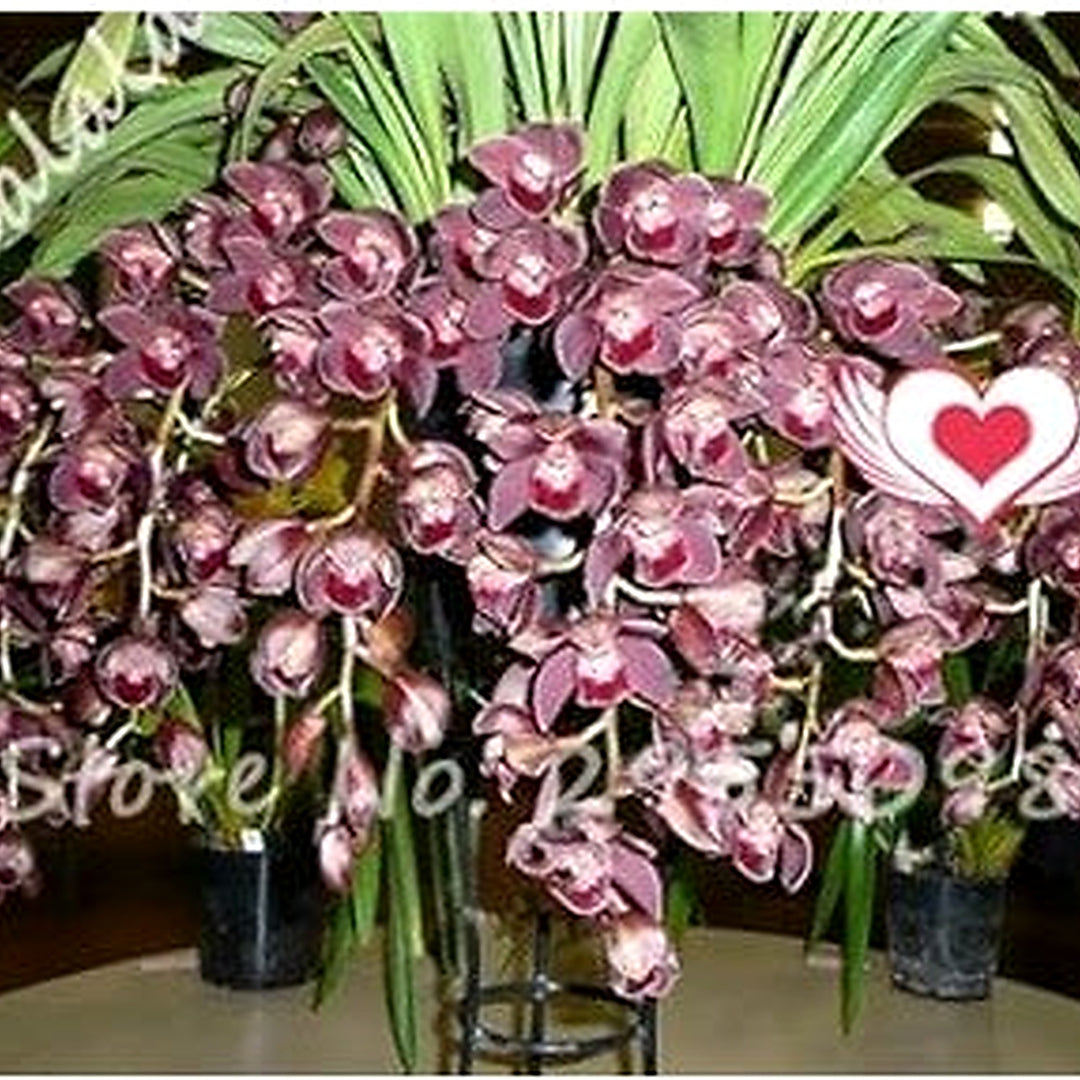 Organic Red Cymbidium Flower Seeds for Planting [neera-v5-ee0f56ee7c5ec5a223f6]