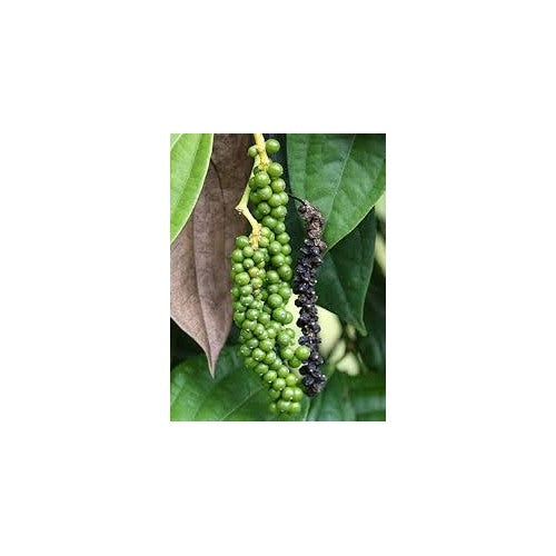Black Pepper Seeds for Planting [neera-v5-ee10663eec9ee2f1b489]