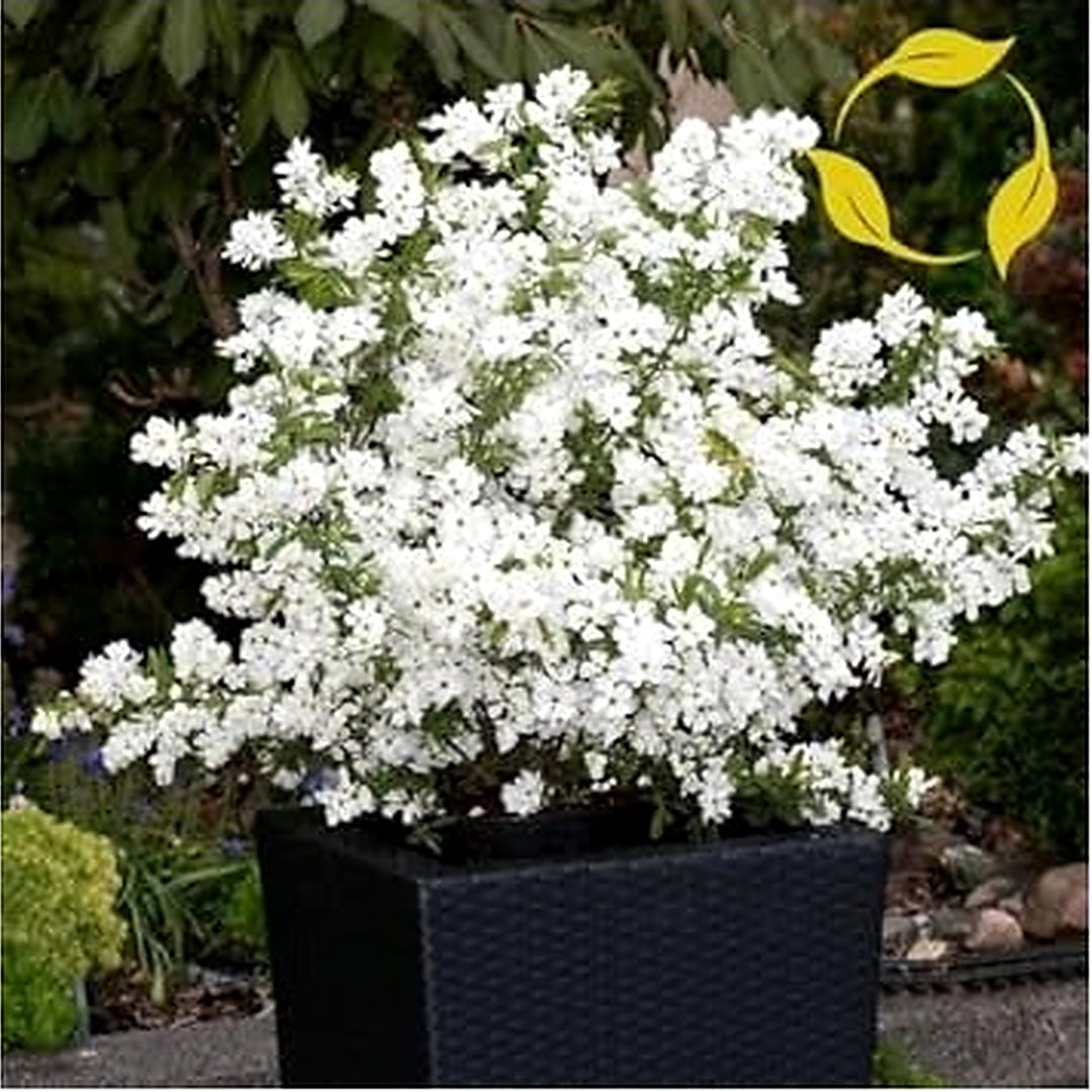 White Racemosa Flower Seeds for Planting [neera-v5-ee1cc0c618f5e9792309]
