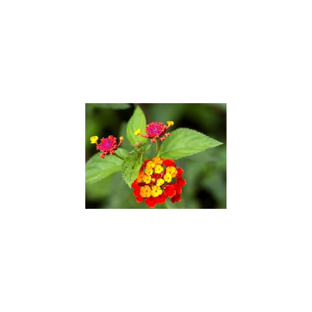 Regenbogen Multicolor Lantana Flower Flower Seeds for Home Garden Planting, Vibrant Organic [neera-v5-ee1d2c56c58618b7562b]