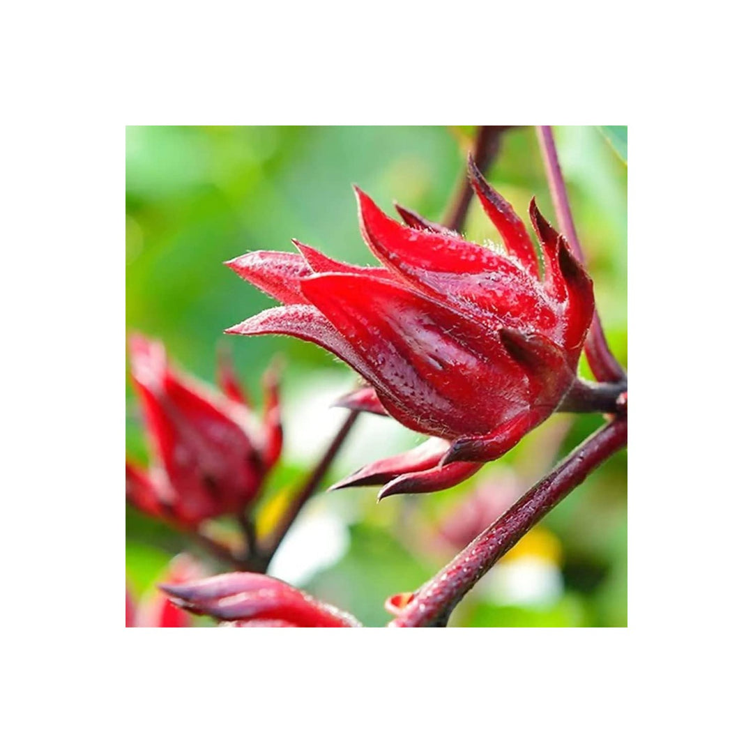Hibiscus Roselle Heirloom Non Gmo For Planting Vibrant Edible Flowers Flower Seeds for Home Garden [neera-v5-ee24299e3a800a98c256]