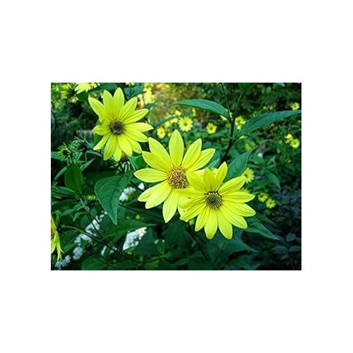 Yellow Lemon Sunflower Seeds for Planting [neera-v5-ee27c169f9d08fffb794]