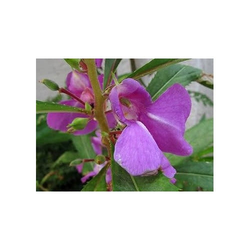 Impatiens Balsamine Violet Seeds [neera-v5-ee3236f9307658a347fd]