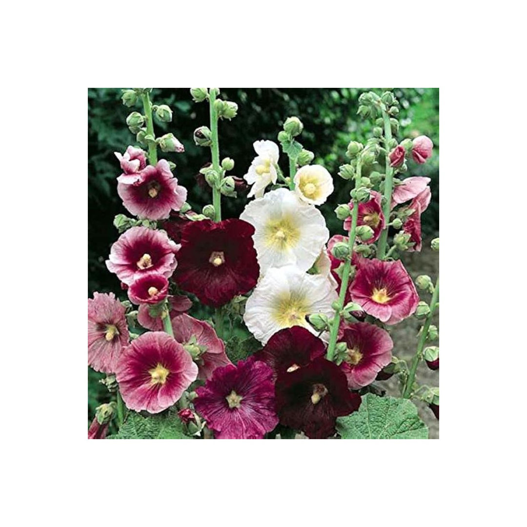 Red Hollyhock Giant Danish Flower Flower Seeds for Home Garden Planting, Ornamental Organic [neera-v5-ee3997e0e1e9b97b5791]