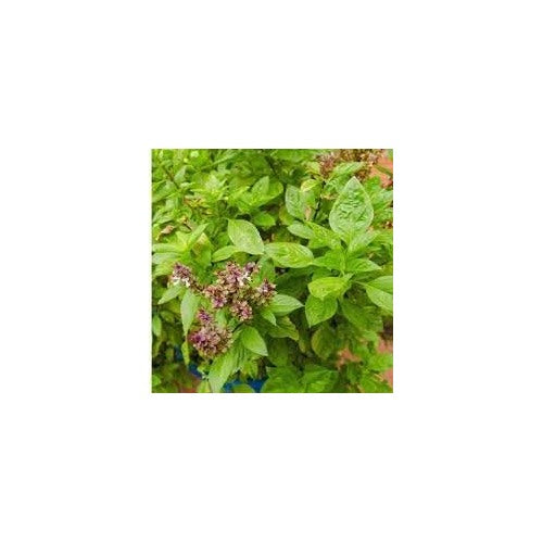 Basil Herb Seeds for Planting [neera-v5-ee4167aa7b1da8724d66]