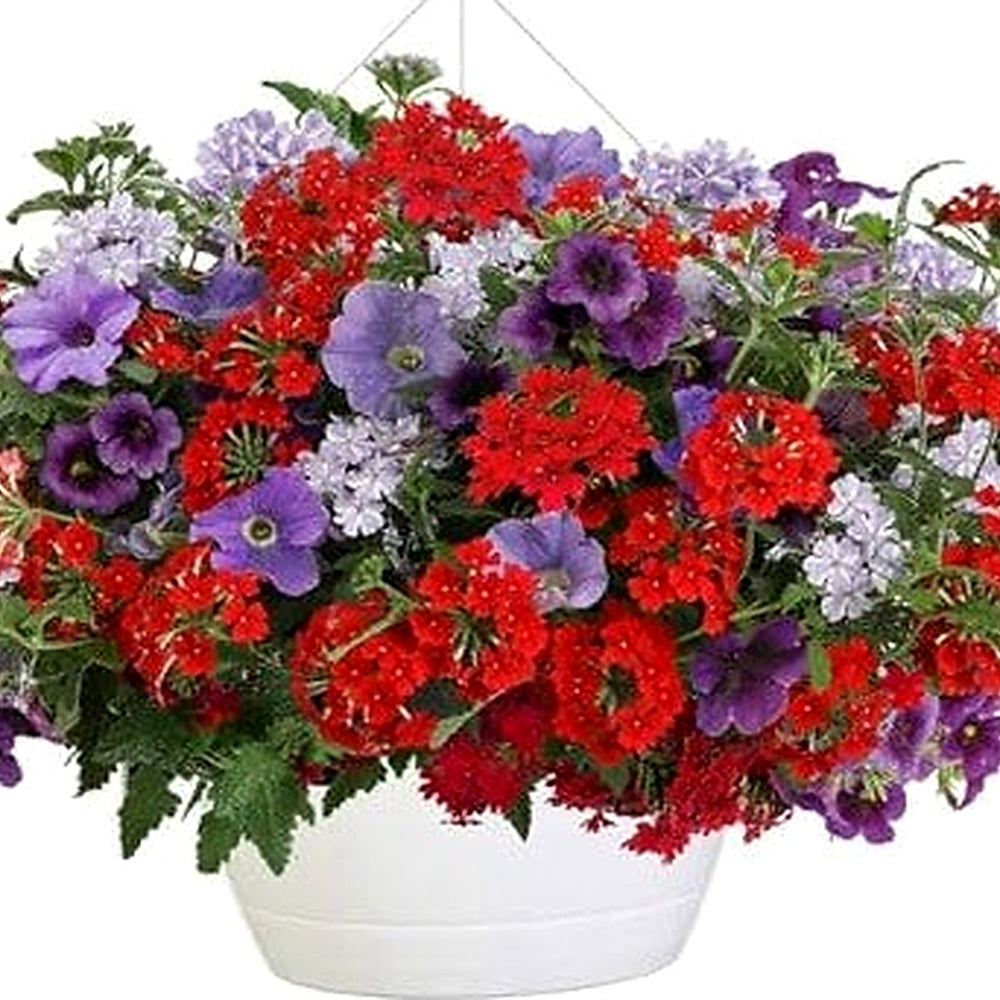 Blue & Red Hanging Petunia Flower Seeds for Planting [neera-v5-ee45bcc65af3b841563d]