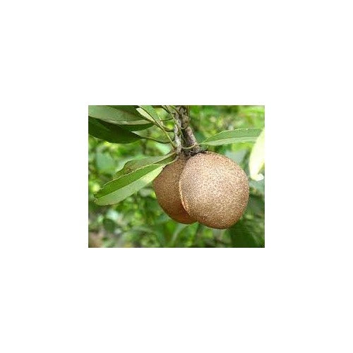 Manilkara Zapota Fruit Seeds for Planting [neera-v5-ee4f49eb1b53f6c0e5b4]