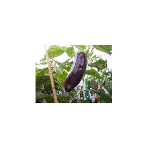 Marconi Sweet Pepper Vegetable Seeds for Planting | Heirloom Non-GMO Organic Garden Seeds [neera-v5-ee68e8ea0e34ab17d836]