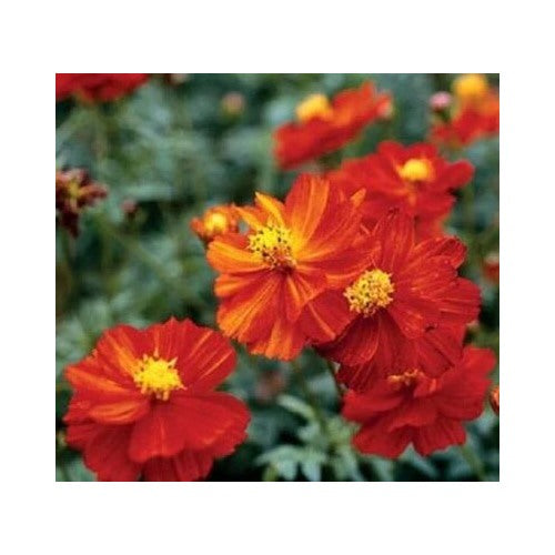 Red Cosmos Dwarf Sulphur Planting Ct Flower Cosmos Sulphureus Usa Annual Bees Heirloom Non Gmo [neera-v5-ee878d55eca598f22c87]