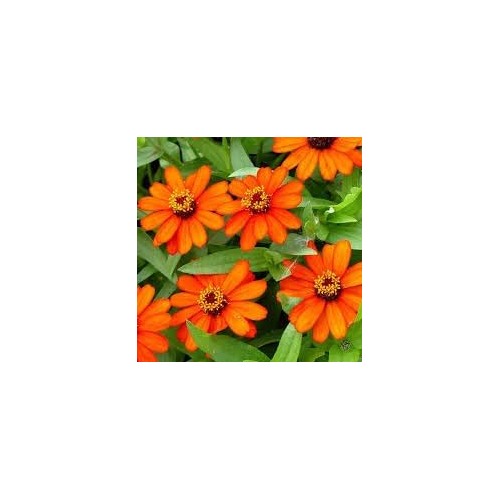 Heirloom Zinnia Profusion Flower For Planting Heirloom Non Gmo Colorful Blooms Flower Seeds for [neera-v5-ee88020e2a3abdf1bb4f]