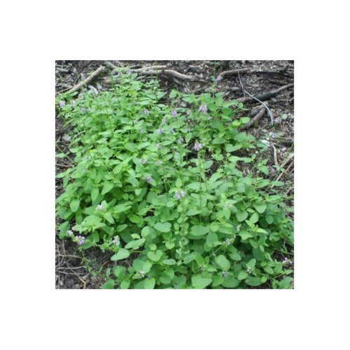 Pink United Mint Seeds for Planting [neera-v5-ee8a1a03a099bdc9ac8d]