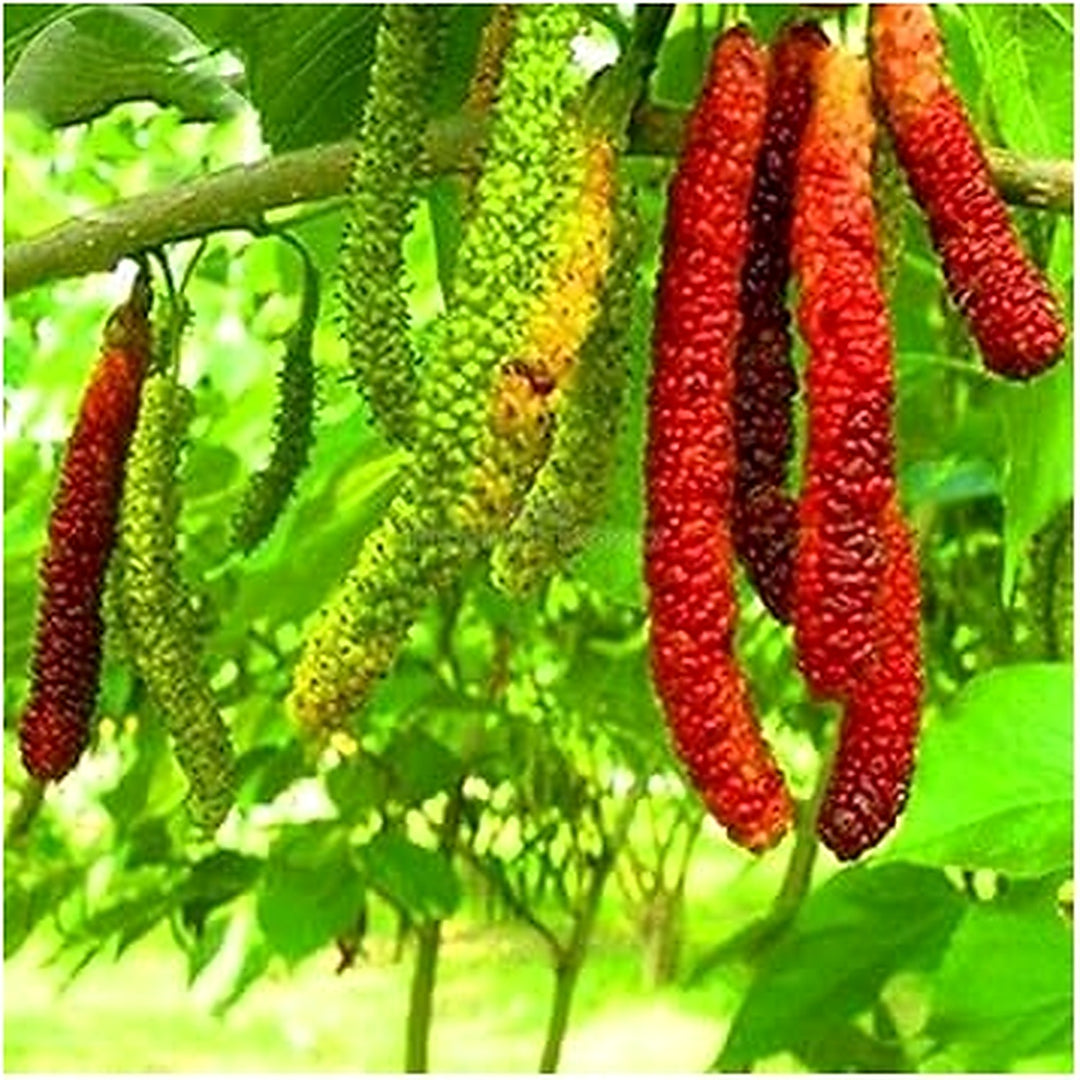 Rare Aegle Marmelos Seeds [neera-v5-ee8e8f5613b29357353a]