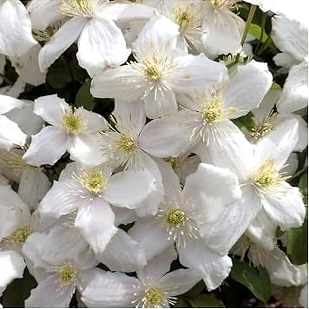 Clematis Flower Seeds White for Planting | Heirloom Non-GMO High Germination Organic Garden Seeds [neera-v5-ee9daadeb546a435e6e4]