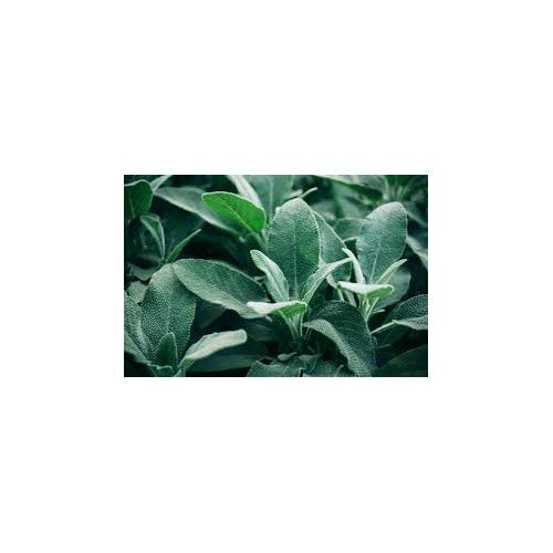 Broadleaf Sage Herb Seeds for Planting [neera-v5-eea0b471ee9bc09efbbd]
