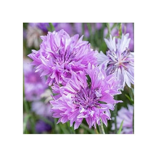 Heirloom Non-GMO Cornflower Flower Seeds for Planting [neera-v5-eeaa2228f49f1e9c8922]