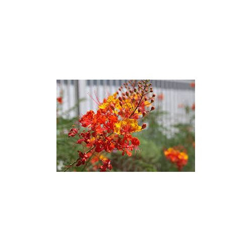Red Caesalpinia Peacock Flower Seeds for Planting [neera-v5-eec92e130ccd7f35202d]