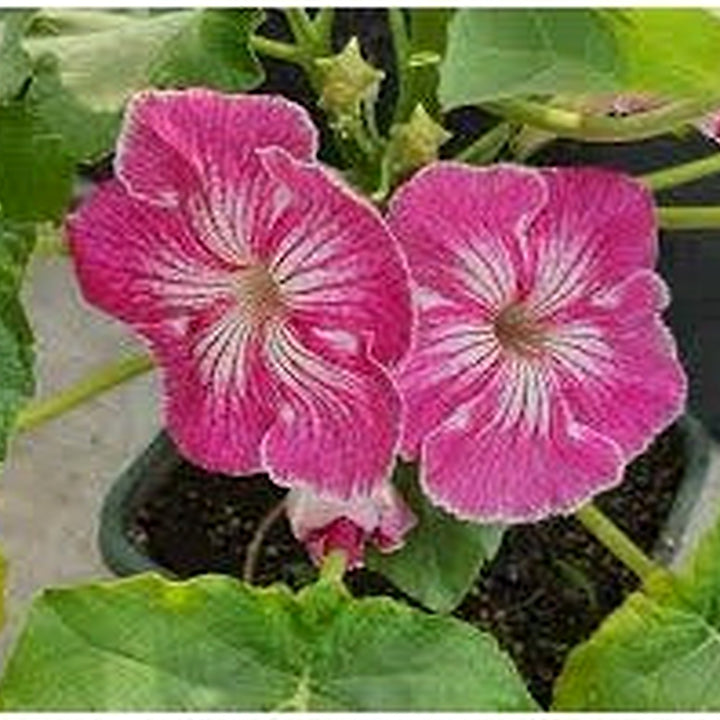 Organic Stellulifera Flower Seeds for Planting [neera-v5-eed1152711d934cd70f9]