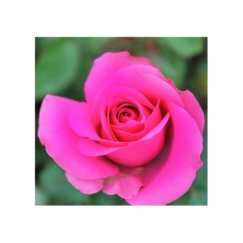 Pink Dragon Rose Plant Seeds for Planting Non-GMO Heirloom Garden Seeds Perfect for Home and Outdoor Gardening [neera-v5-eee551d7a8877dc4312d]