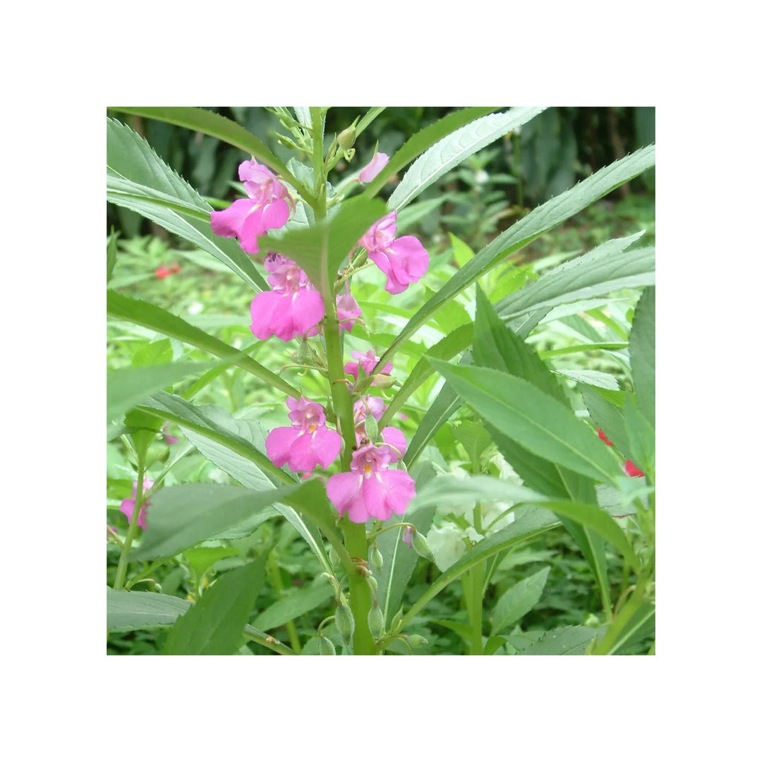 Violet Impatiens Balsamine Organic Heirloom Non Gmo Planting Flower Seeds Home Garden [neera-v5-eee851be815382f7fc50]