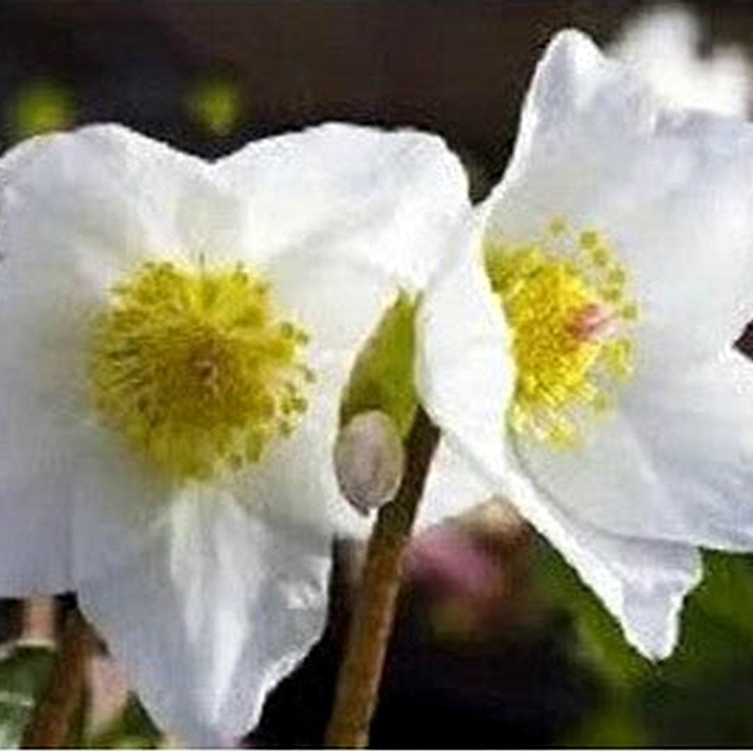 White Christmas Roes Helleborus Winter Blooming Perennial Flower Planting Heirloom Non Gmo [neera-v5-eeede49a1a75455116d6]