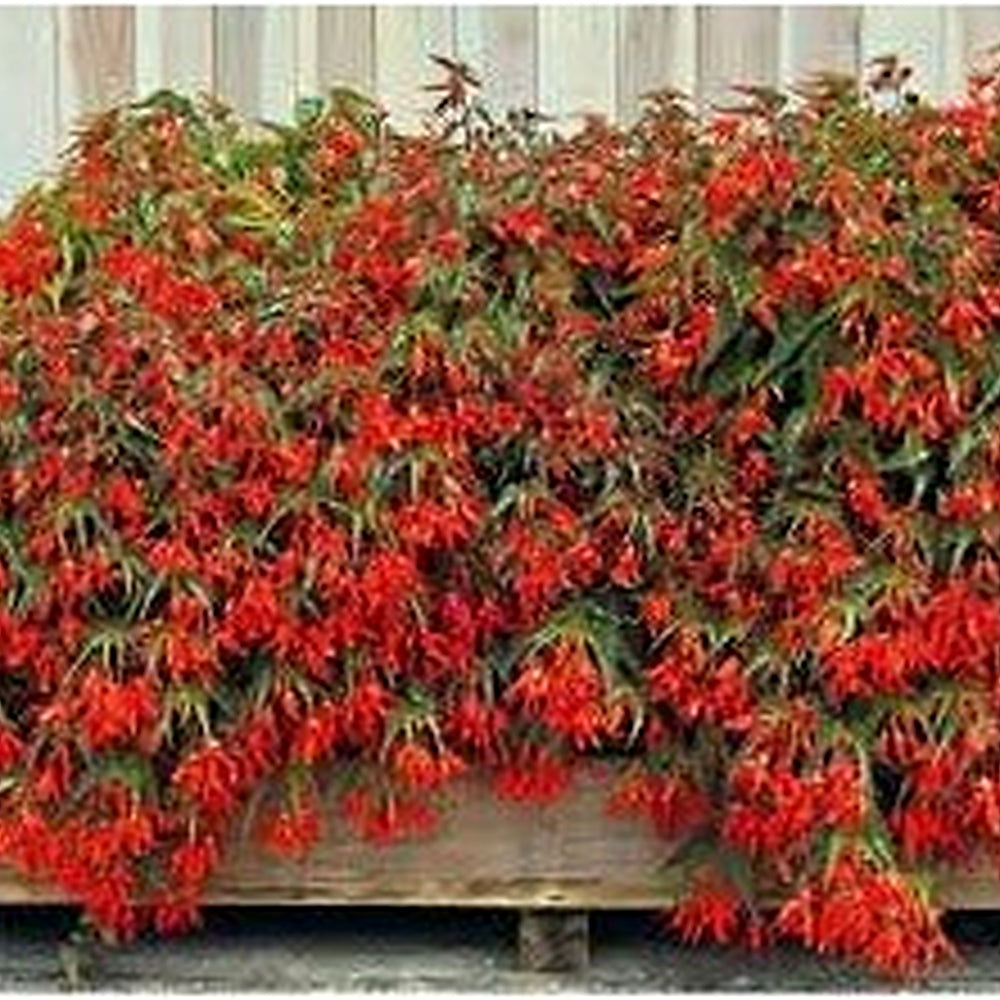 Heirloom Non-GMO Trailing Begonia Flower Seeds for Planting [neera-v5-eeefec9df984173b949e]
