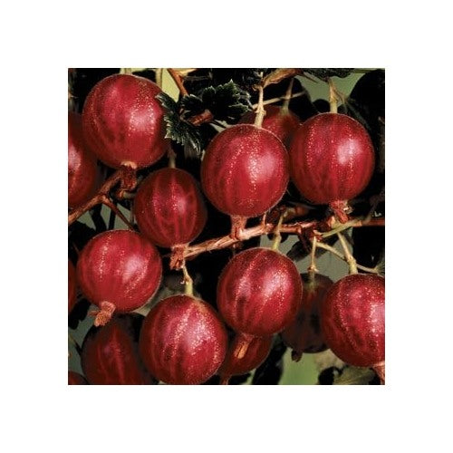 Hinnomaki Red Gooseberry Fruit Seeds for Planting [neera-v5-eef496e6e6ff156d460c]