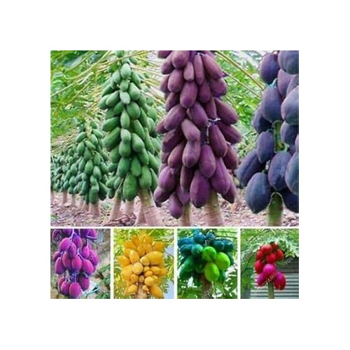 Mixed Papaya Fruit Seeds for Planting [neera-v5-eef627d0d0de3d4ccbad]