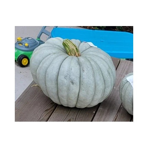 Blue Jarrahdale Pumpkin Planting Heirloom Edible Squash Great Pies Non Gmo Edible Flowers [neera-v5-eef98855c5fdd4942d0c]