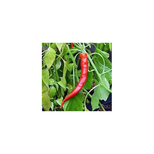 Anhui Sweet Cow-Horn Pepper Seeds for Planting [neera-v5-ef0abe73cda67e0a43e8]