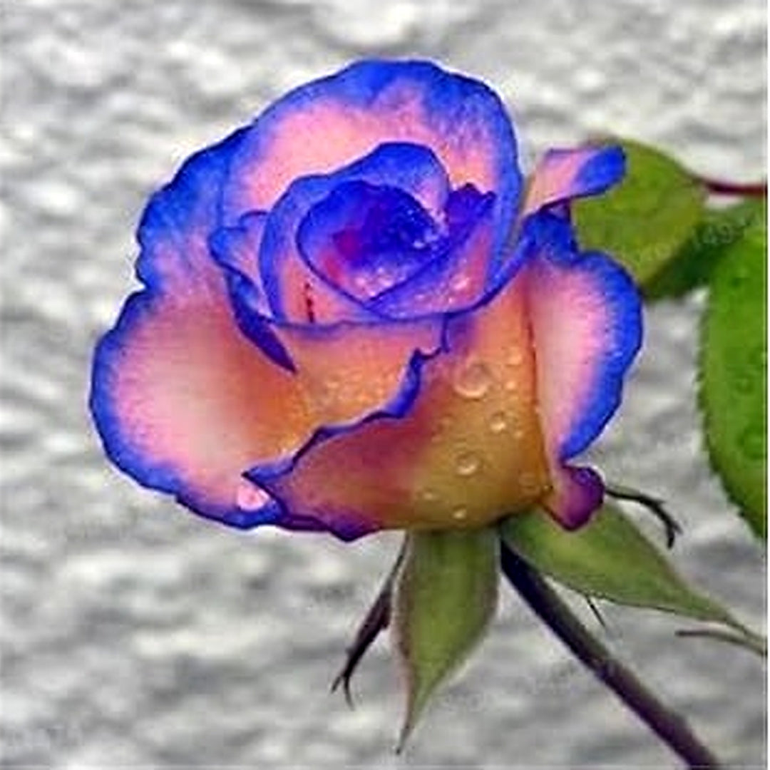 Blue Cream Rose Plant Seeds for Planting Non-GMO Heirloom Garden Seeds for Growing Beautiful Flowers [neera-v5-ef23d8403282e885bd38]