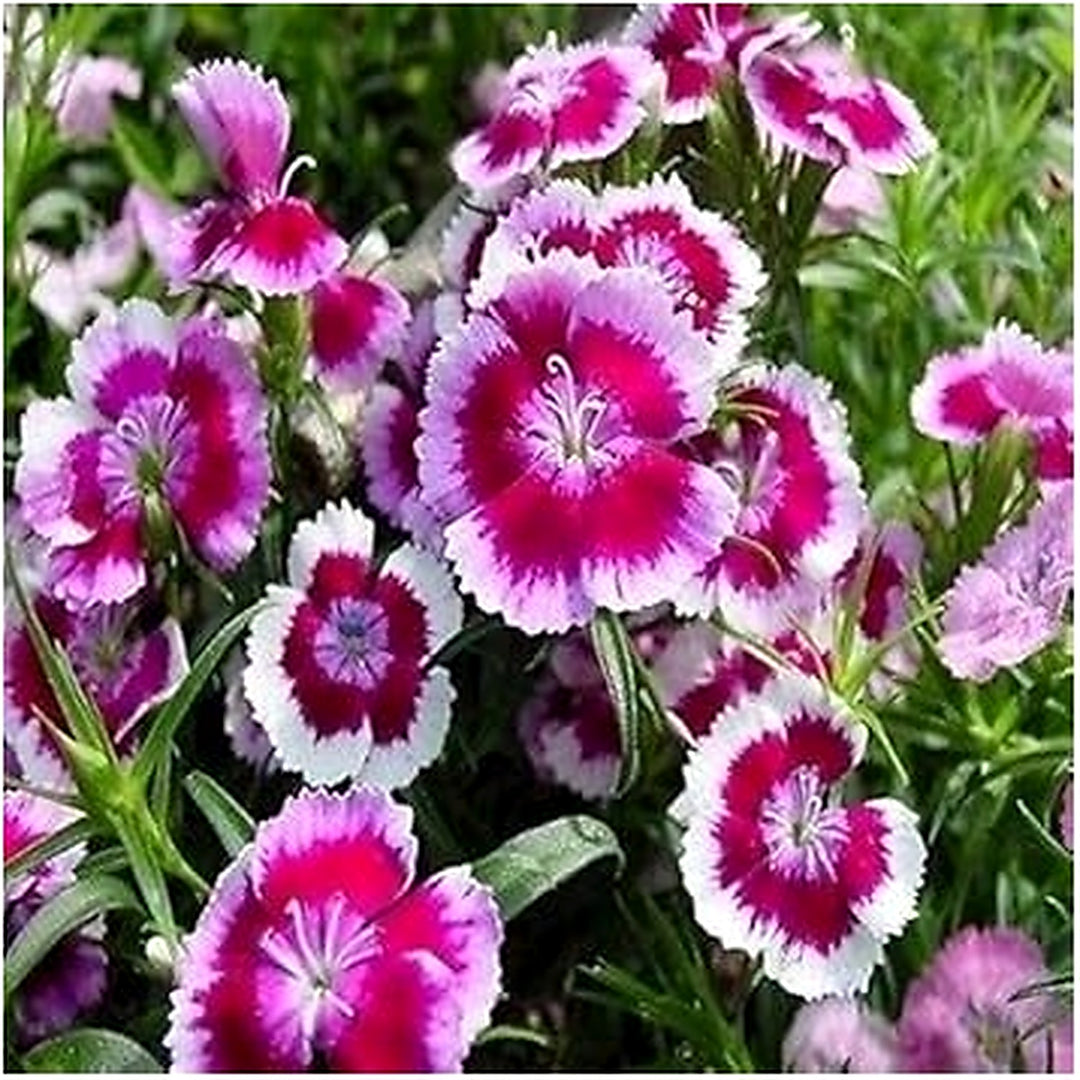 White Pink Dianthus Barbatus Flower Seeds for Planting [neera-v5-ef2bfb013a51bd9c6553]