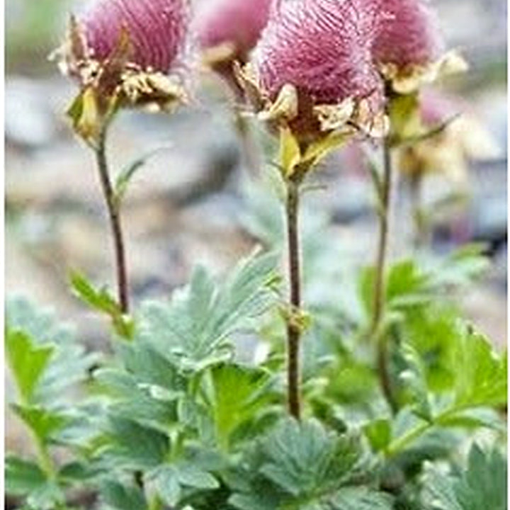 Triflorum Flower Seeds for Planting [neera-v5-ef2c4e0c6e86143a9262]